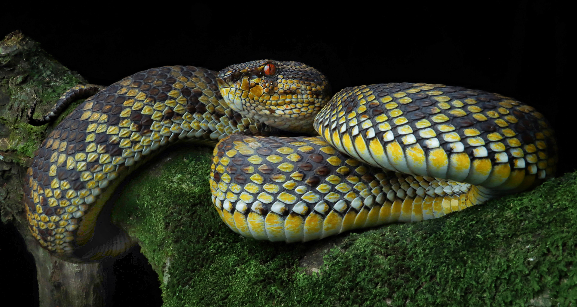 Mangrove pit viper (Trimeresurus purpureomaculatus).