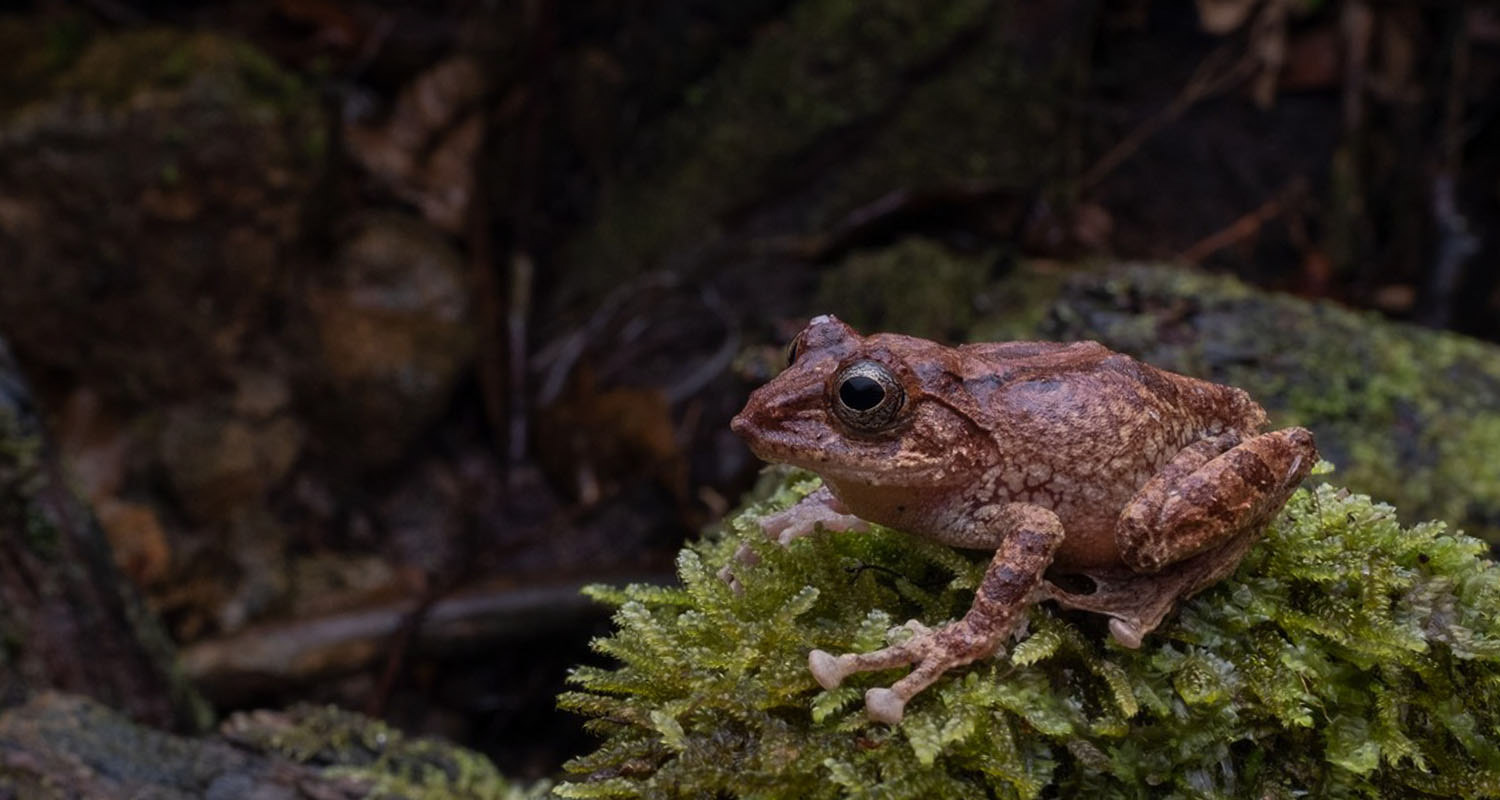 Larut shrub frog (Philautus larutensis).