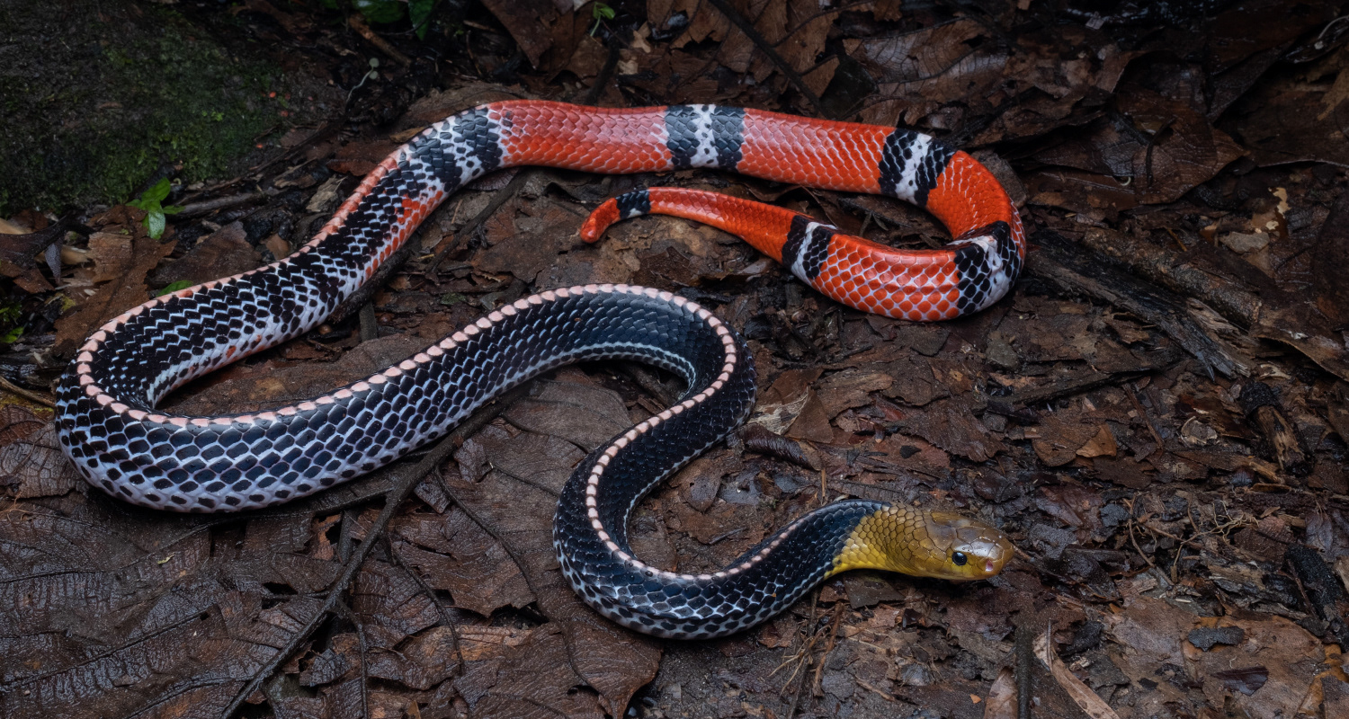 Kinabalu krait (Bungarus flaviceps baluensis).