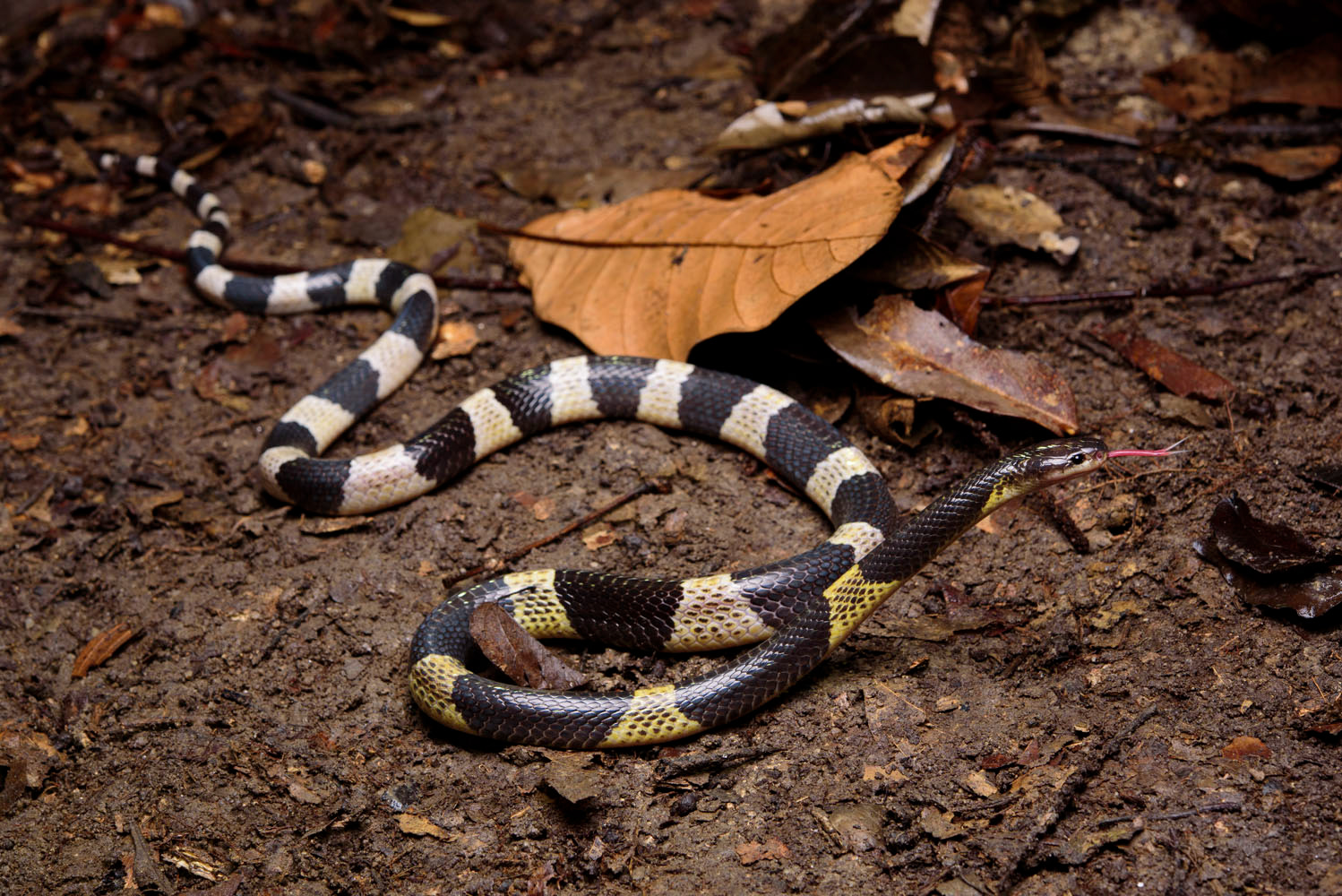 Malayan krait (Bungarus candidus)