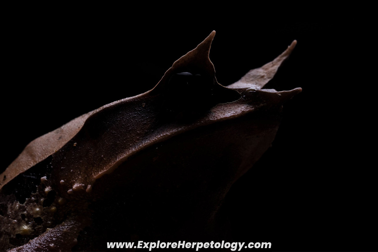 Long-nosed horned frog (Pelobatrachus nasuta).