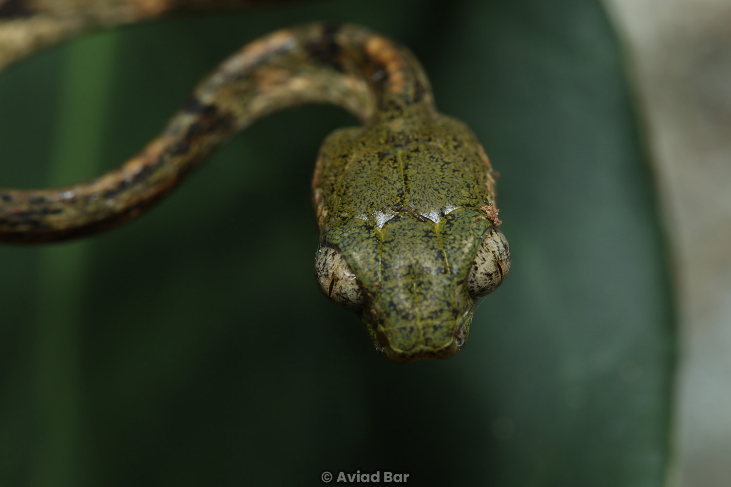 Juvenile Bengkulu cat snake (Boiga bengkuluensis).