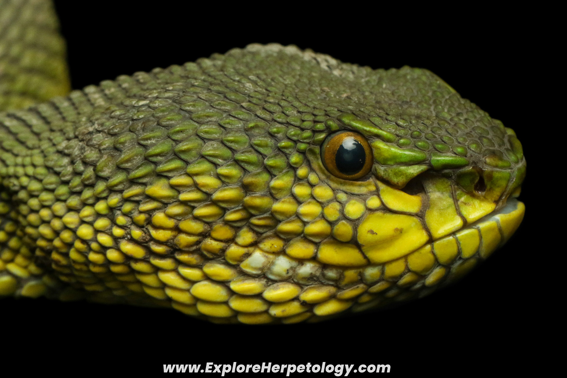 A pure green mangrove pit viper (Trimeresurus purpureomaculatus).