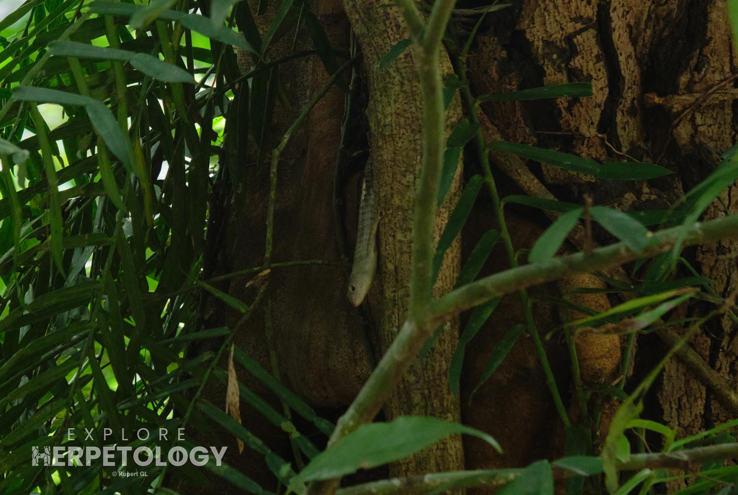 Grey tree skink (Dasia grisea)