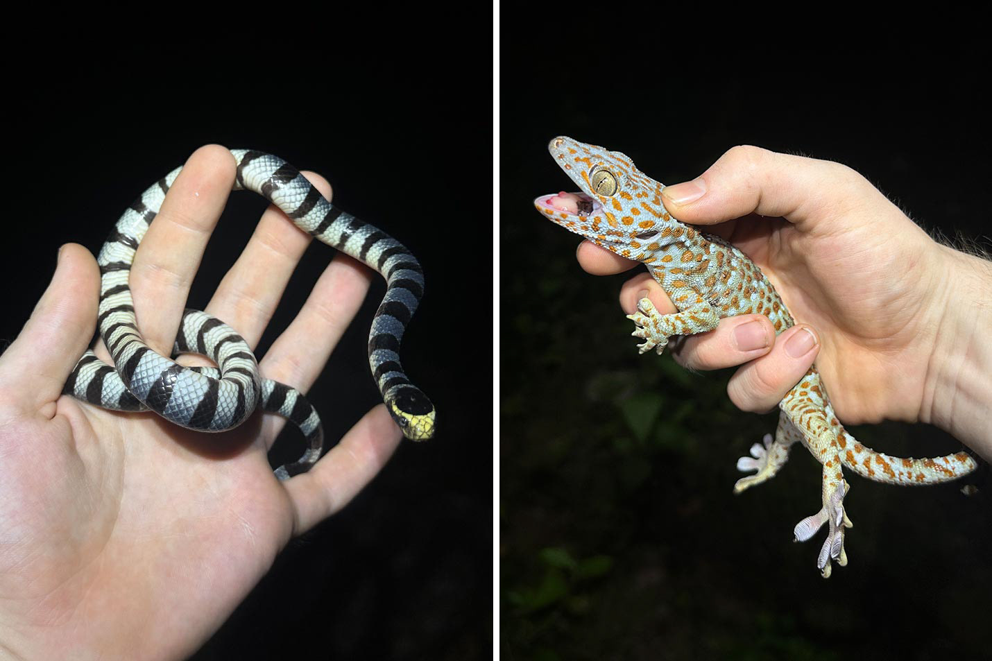 Left: Laticauda colubrina. Right: Gekko gecko.