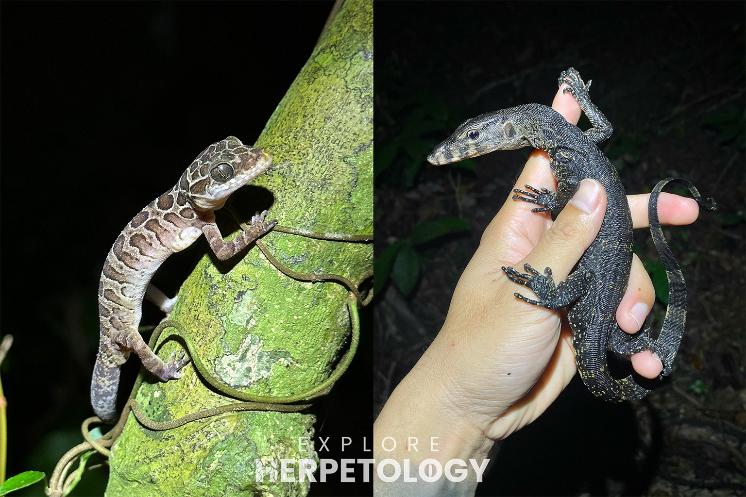 Left: Cyrtodactylus zebraicus. Right: Varanus salvator.