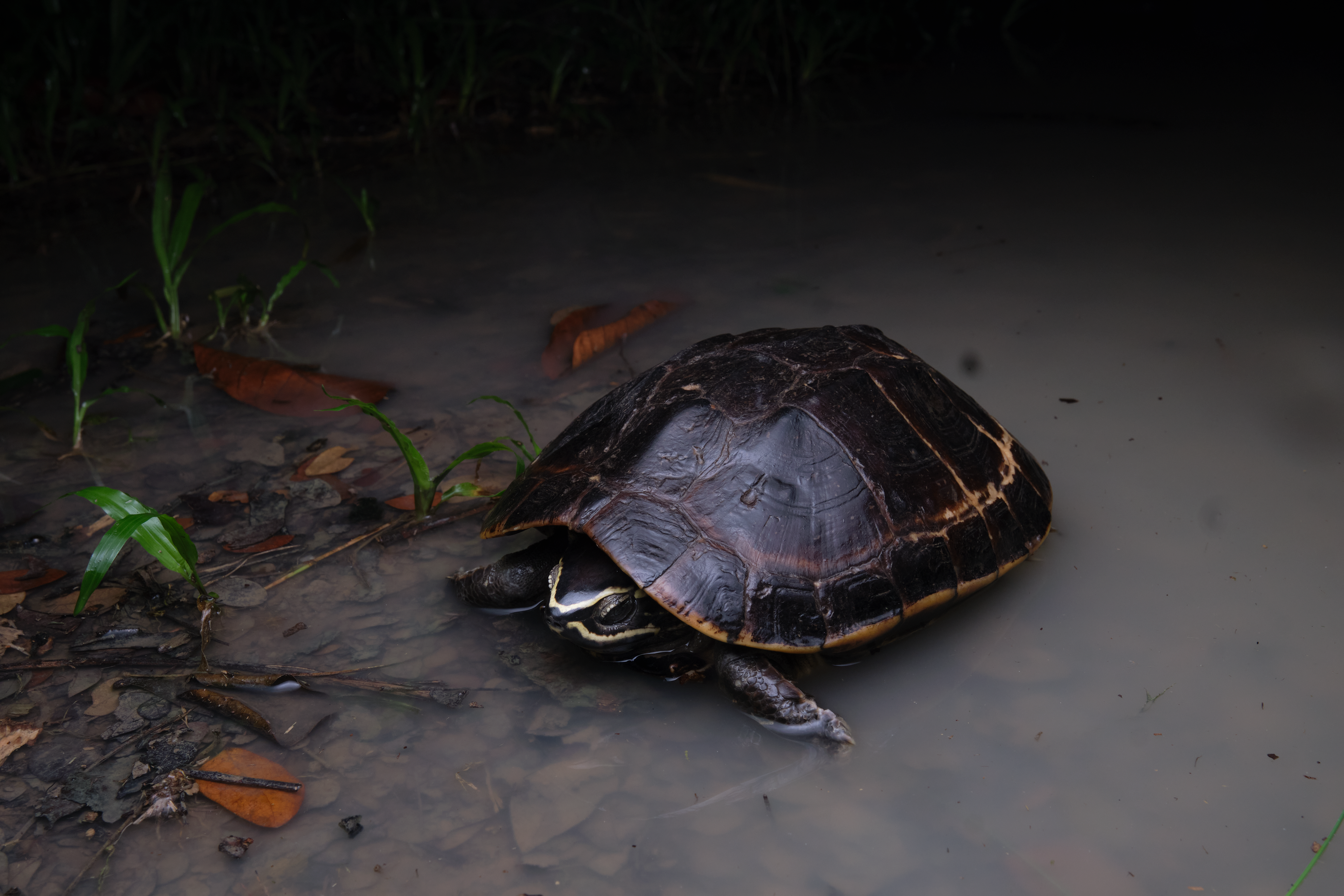 Malayan snail-eating turtle (Malayemys macrocephala)