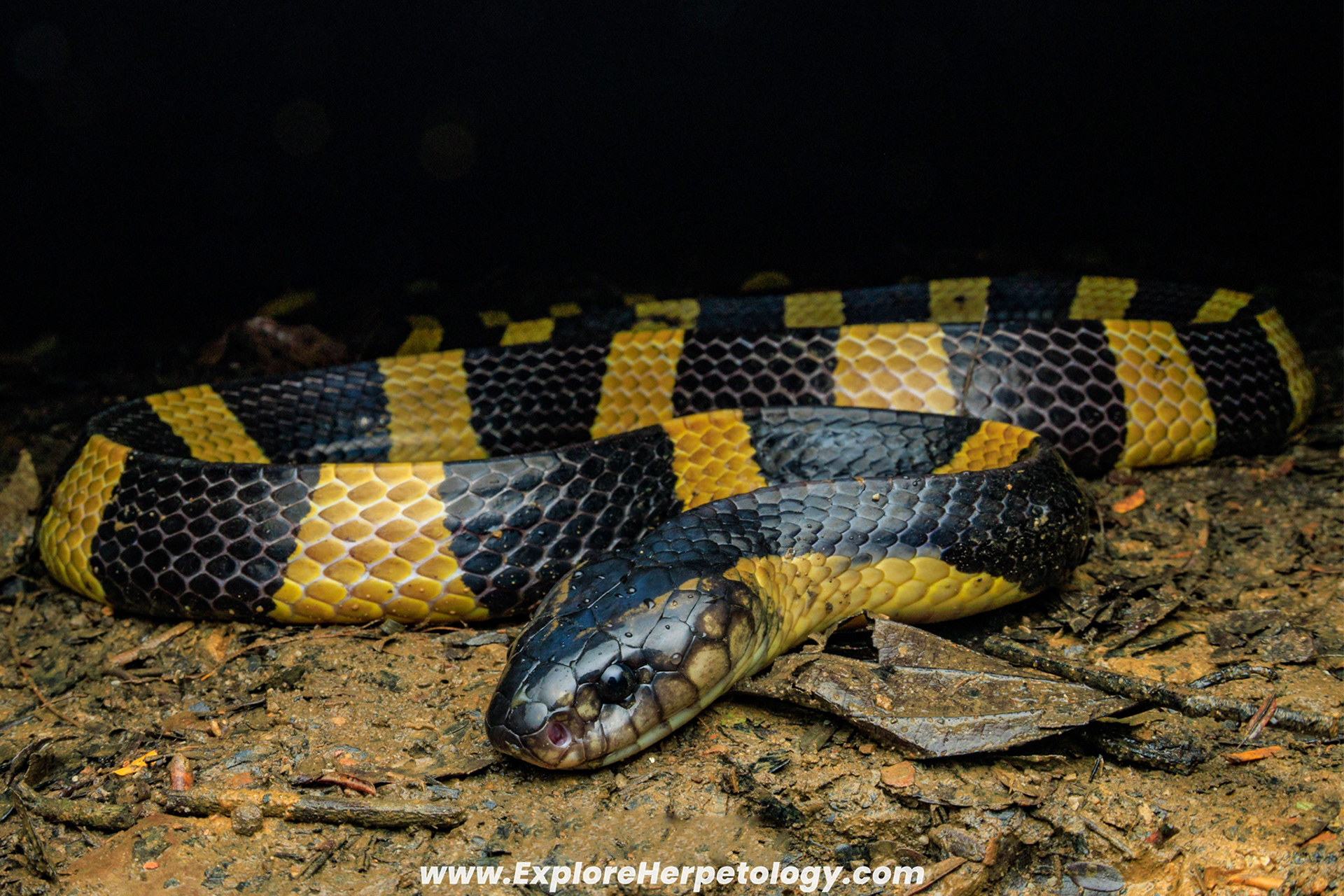 Banded krait (Bungarus fasciatus).