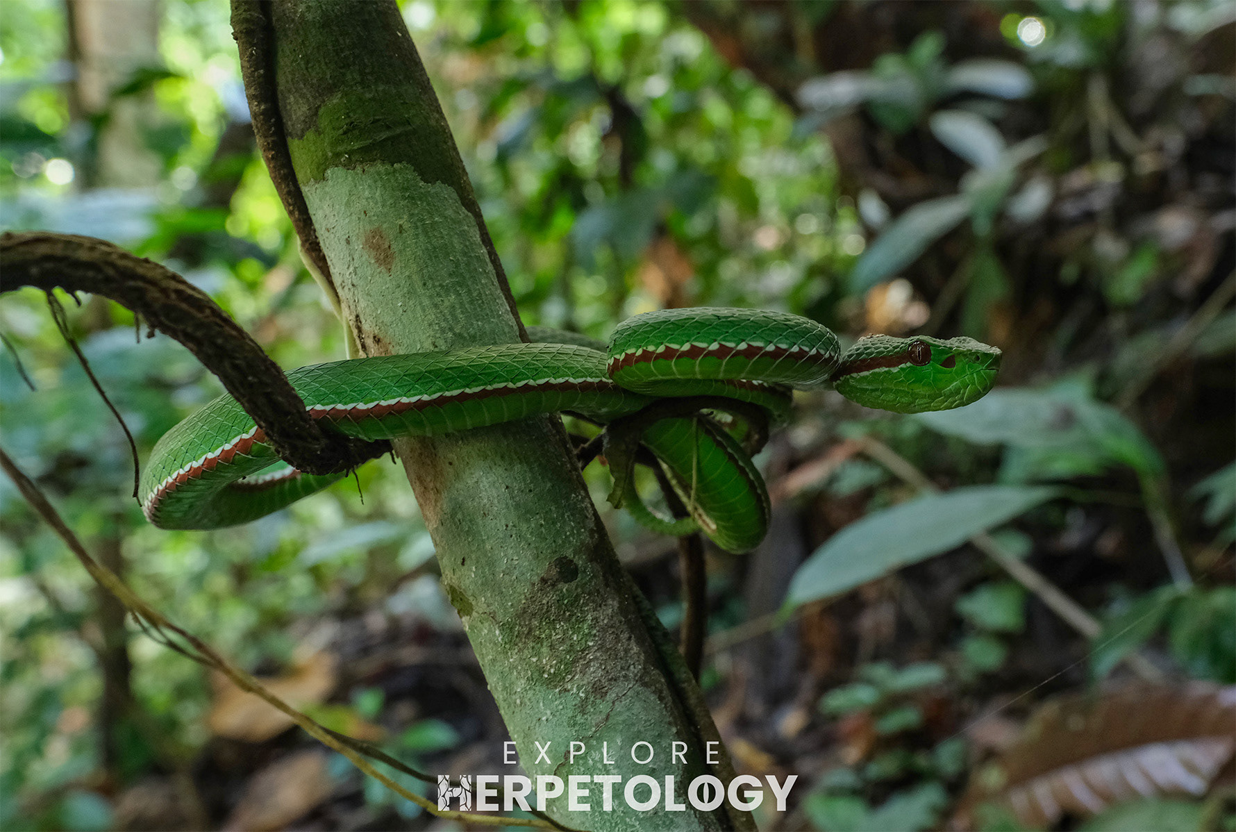 Trimeresurus lanna