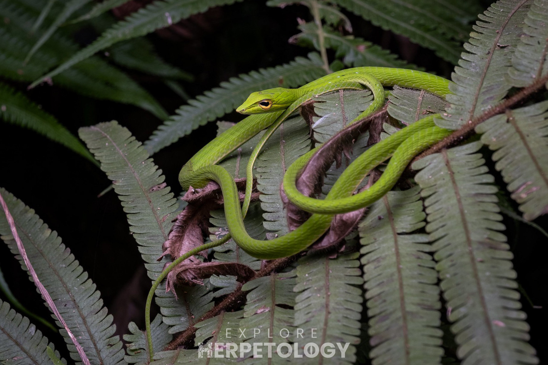 Philippine vine snake (Ahaetulla p. preocularis).