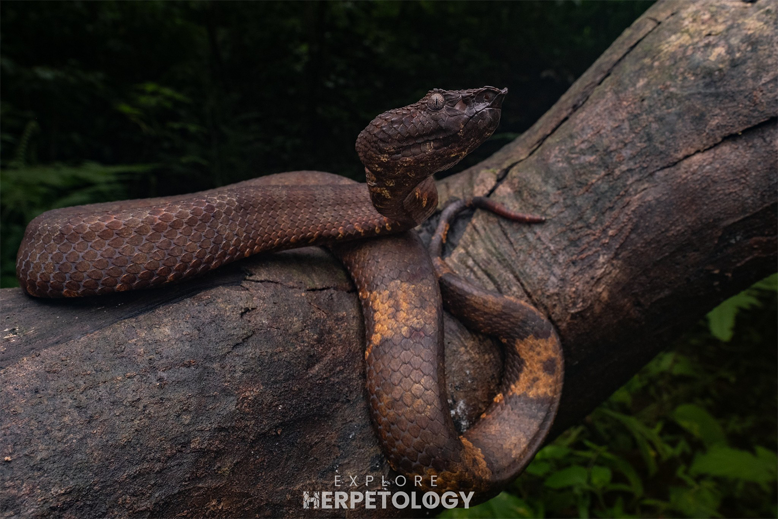 Female leaf-nosed pit viper (Craspedocephalus sp.)