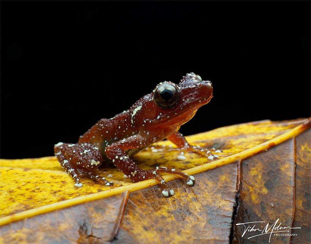 Cinnamon frog (Nyctixalus pictus).