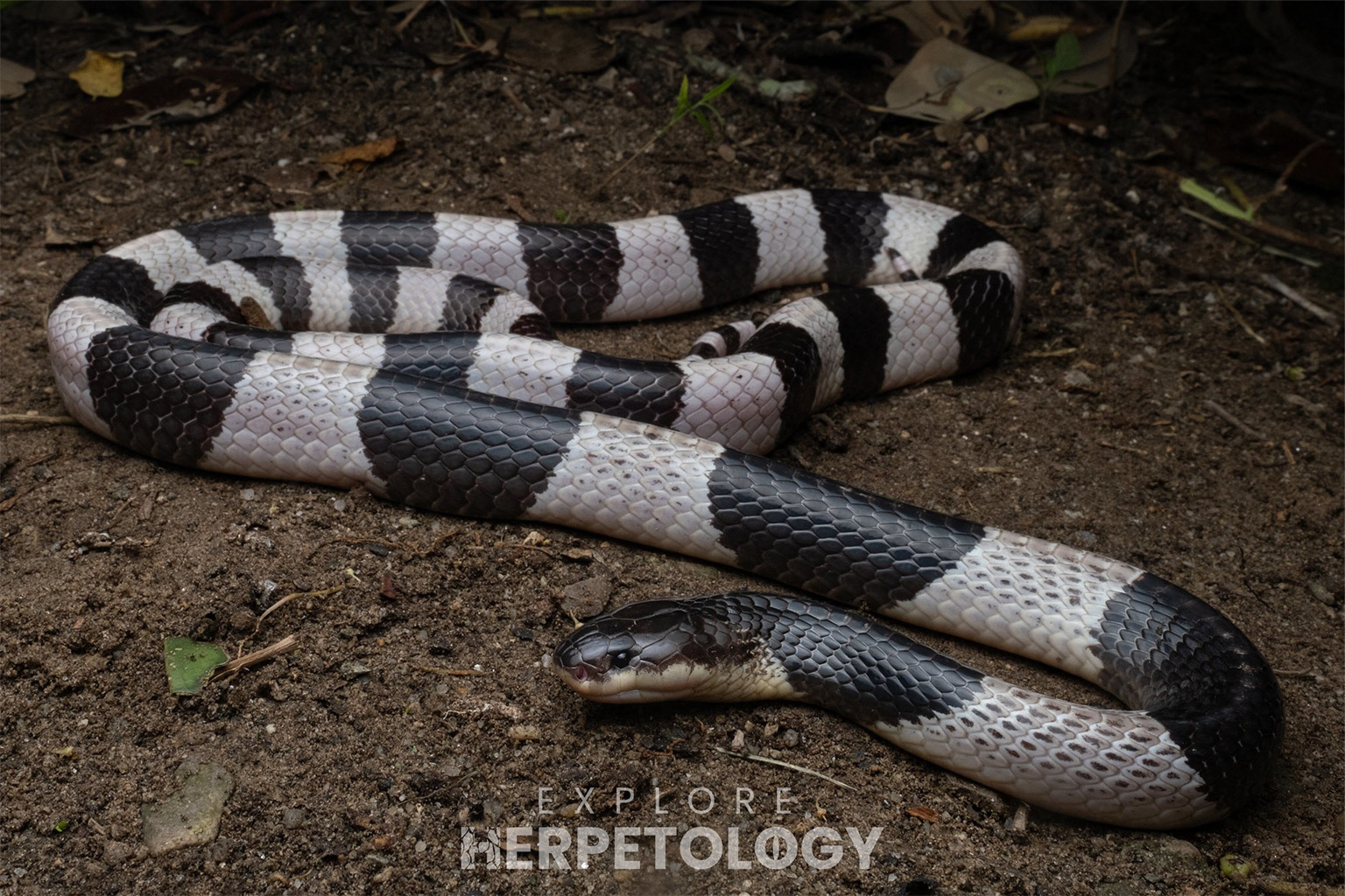 A truly giant malayan krait (Bungarus candidus).