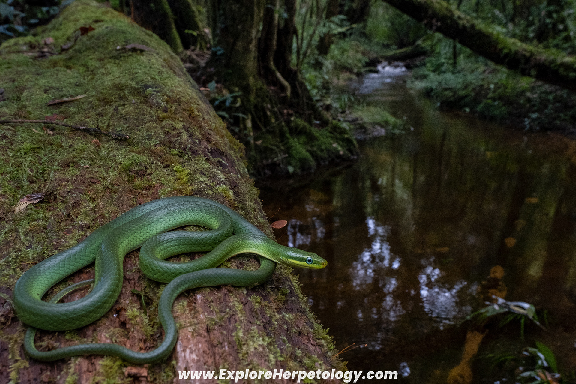 Blue-eyed beauty ratsnake (Gonyosoma coeruleum).