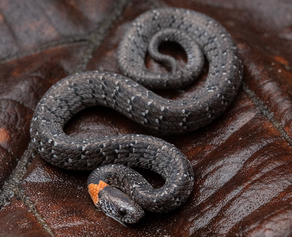 White-spotted slug snake (Pareas margaritophorus).