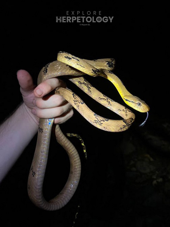 Dog-toothed cat snake (Boiga cynodon)