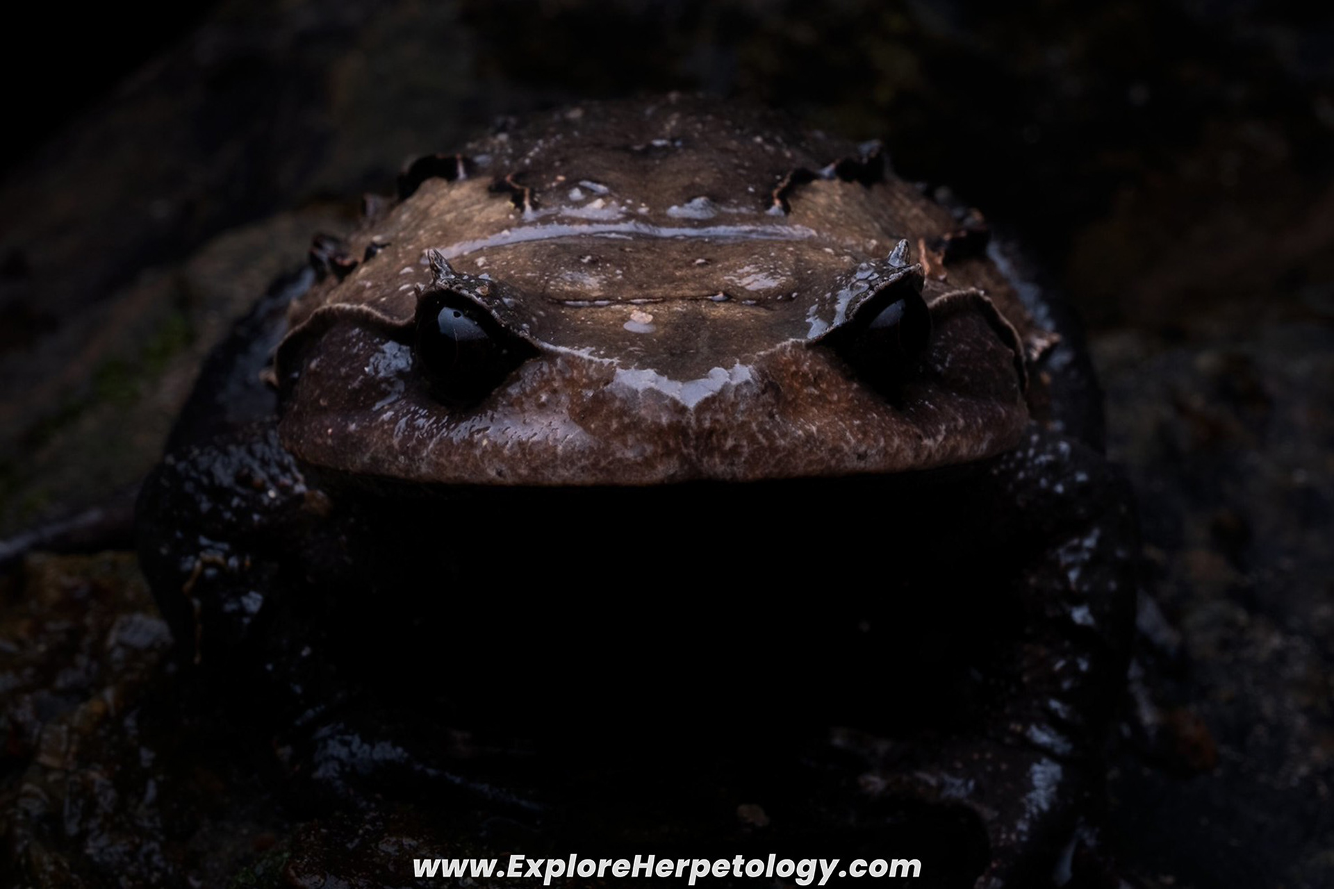 Feae's horned toad(Brachytarsophrys feae).