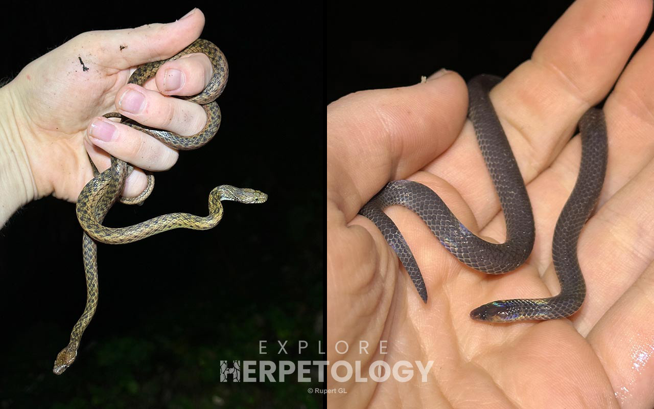 Left: Hebius sanguineum. Right: Pseudorabdion longiceps