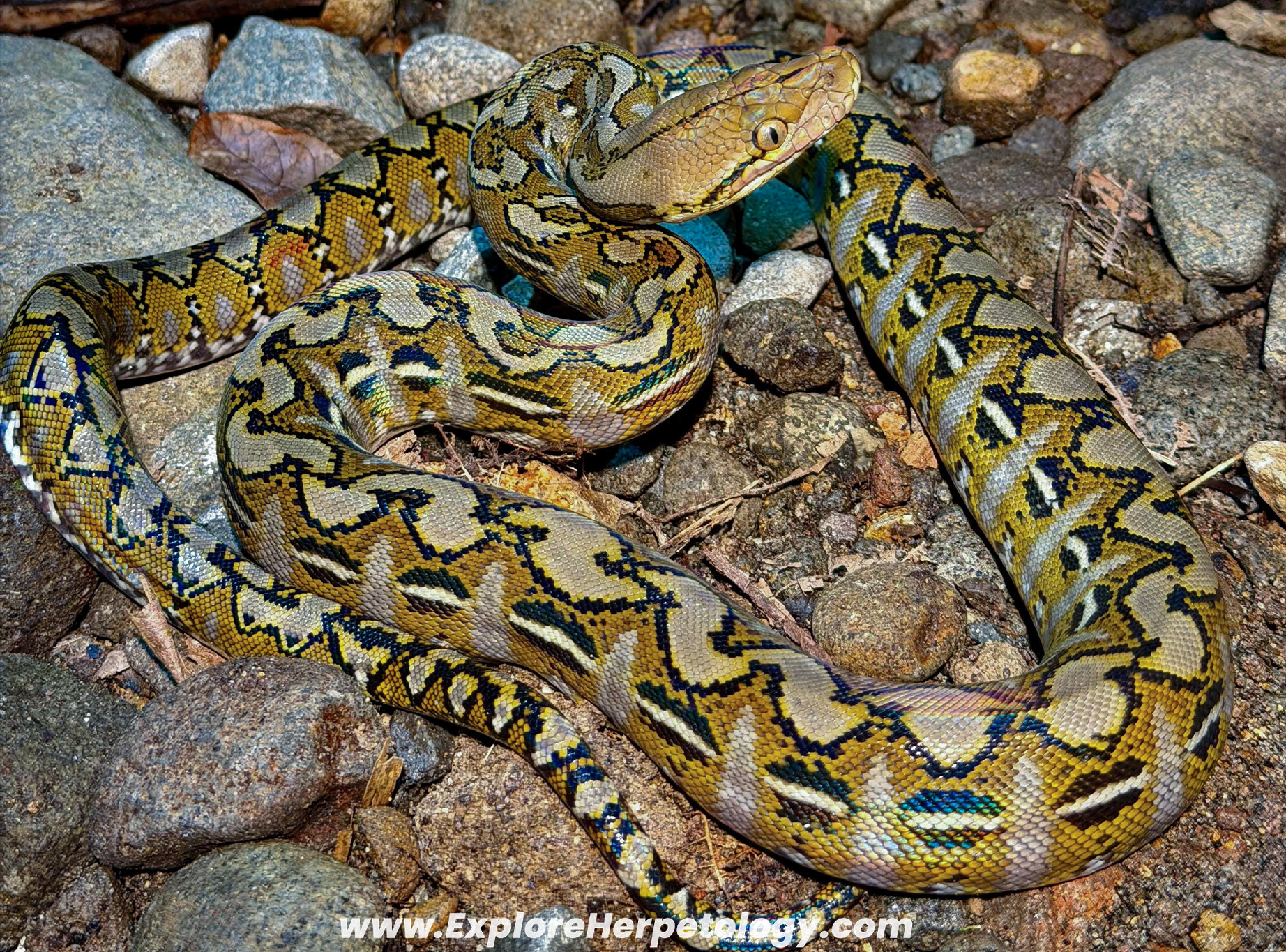Reticulated python (Malayopython reticulatus).