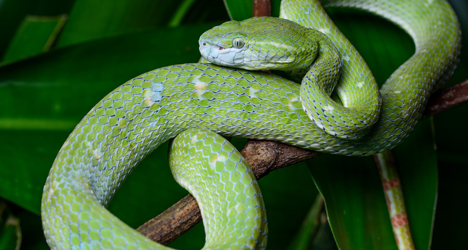 Hagen's pit viper (Trimeresurus hageni).