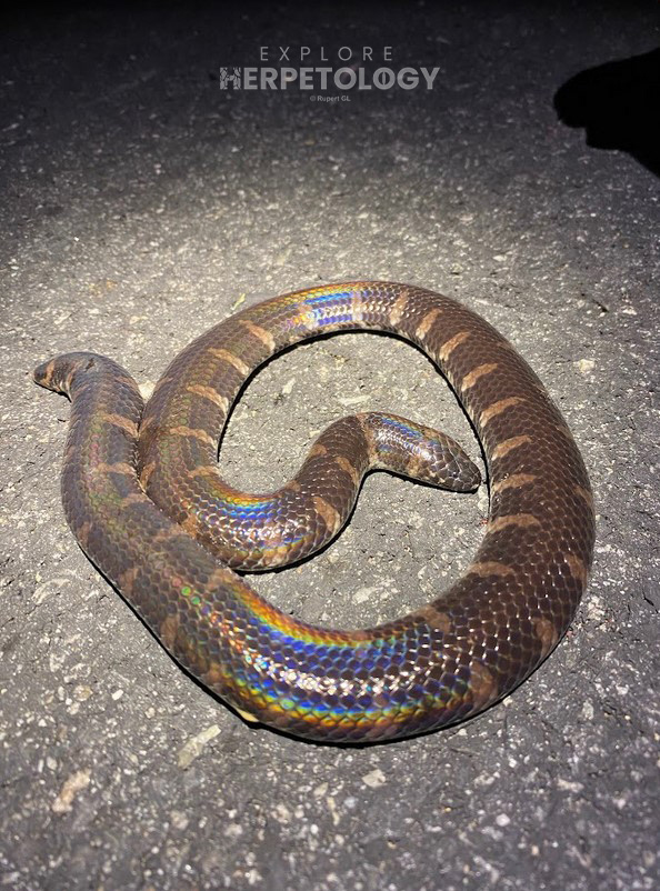 Jodi's pipe snake (Cylindrophis jodiae).