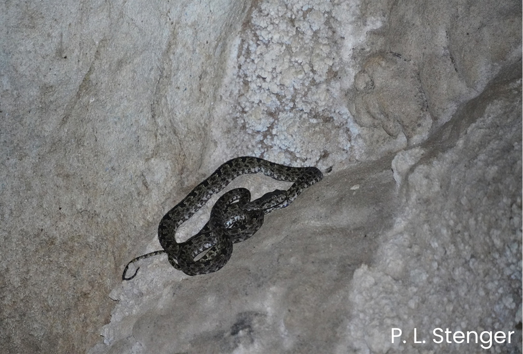 The first images of the undescribed Protobothrops species.