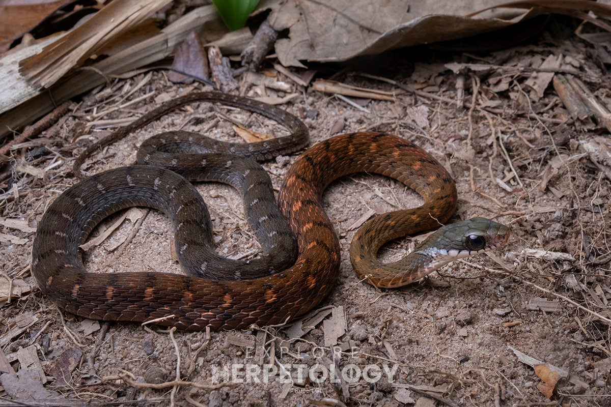 Speckle-bellied keelback (Rhabdophis chrysargos).