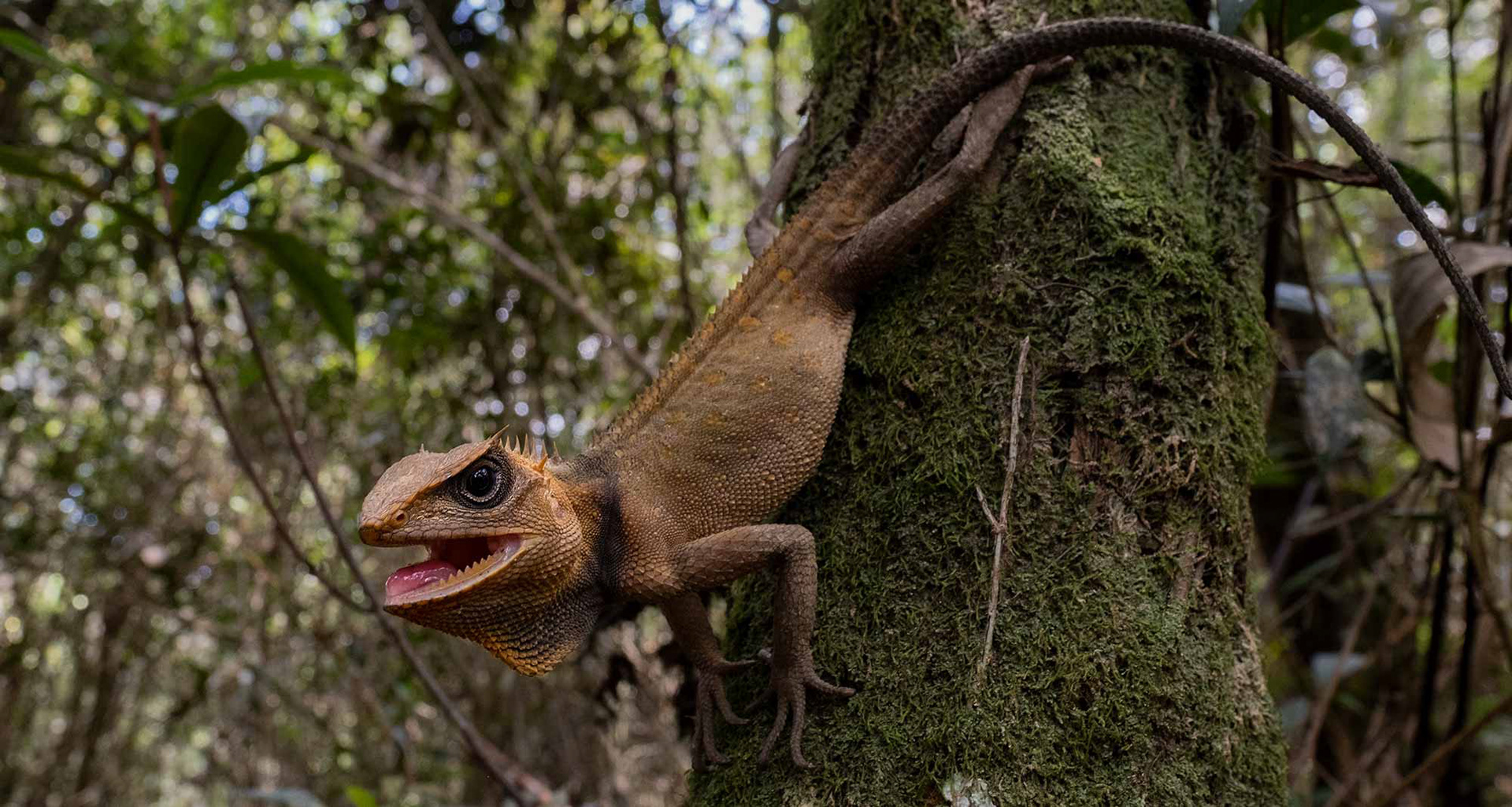 Titiwangsa horned lizard (Acanthosaura titiwangsaensis).