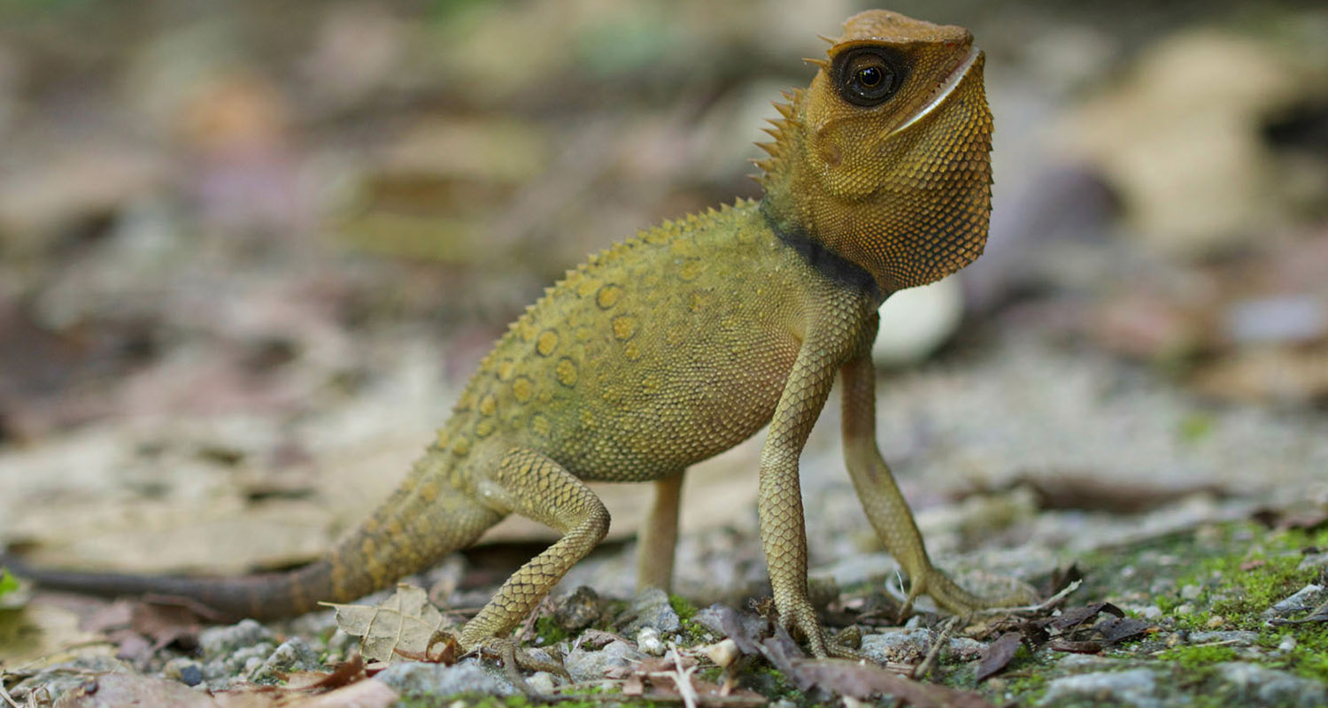 Endemic Titiwangsa horned dragon (Acanthosaura titiwangsaensis).
