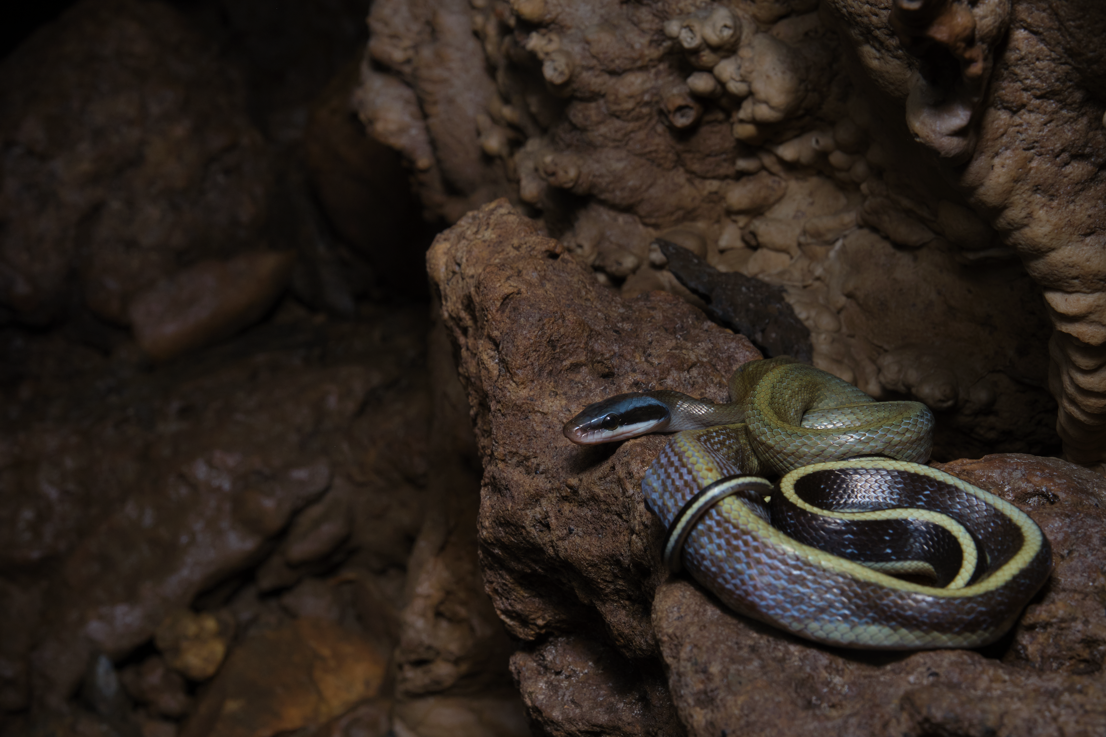 Ridley's cave racer from Phatthalung