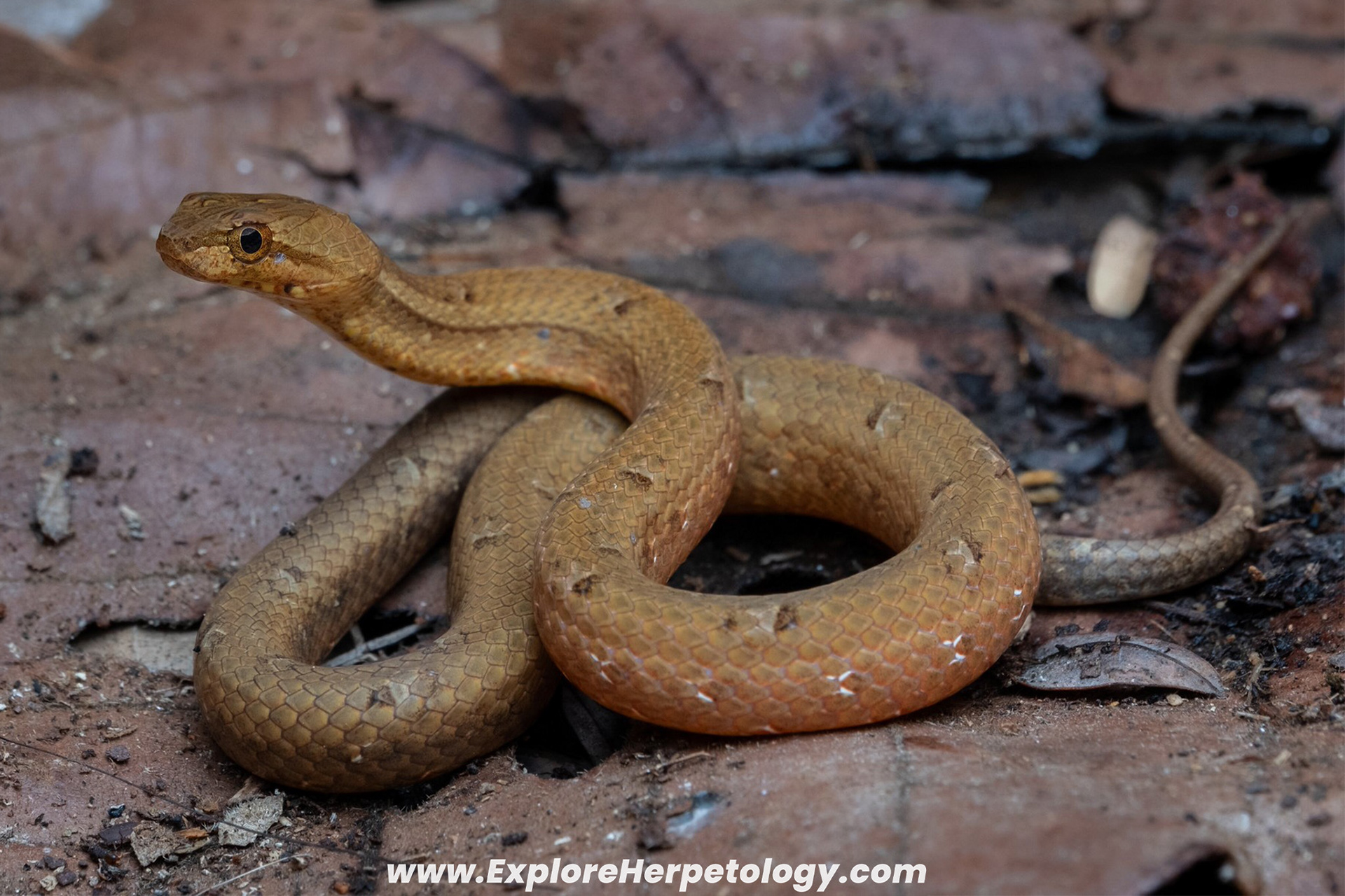 Mock viper (Psammodyastes cf. pulverulentus).