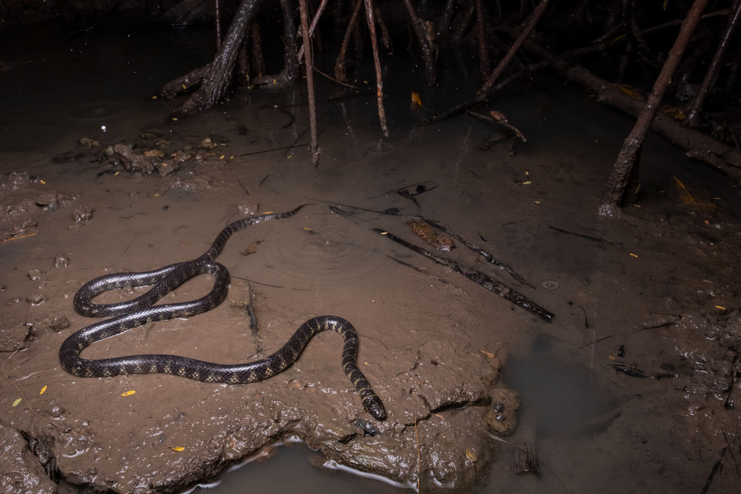 Cantor's mangrove snake (Cantoria violacea)