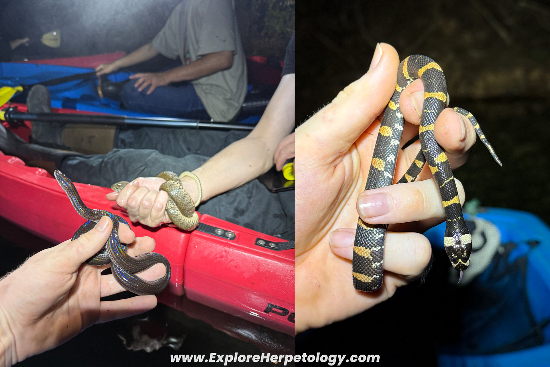 Left: Sunbeam snake. Right: Homalopsis nigroventralis.