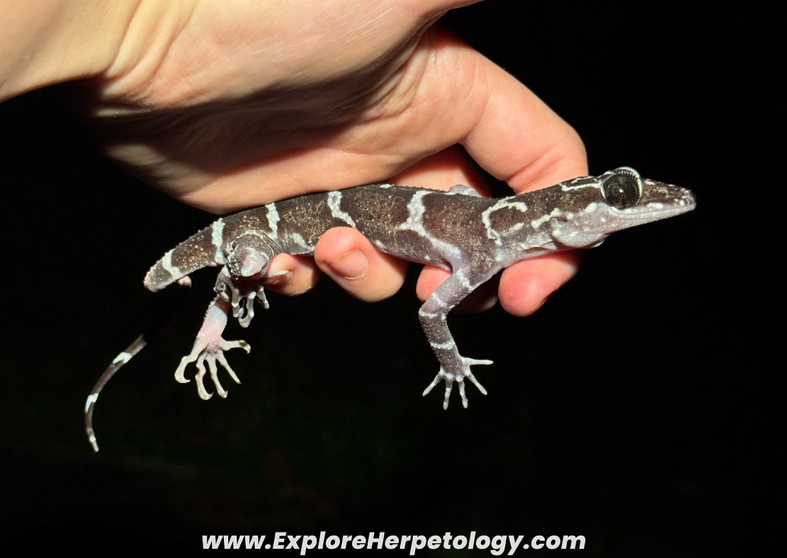 Peninsula bent-toed gecko (Cyrtodactylus peninsularis).