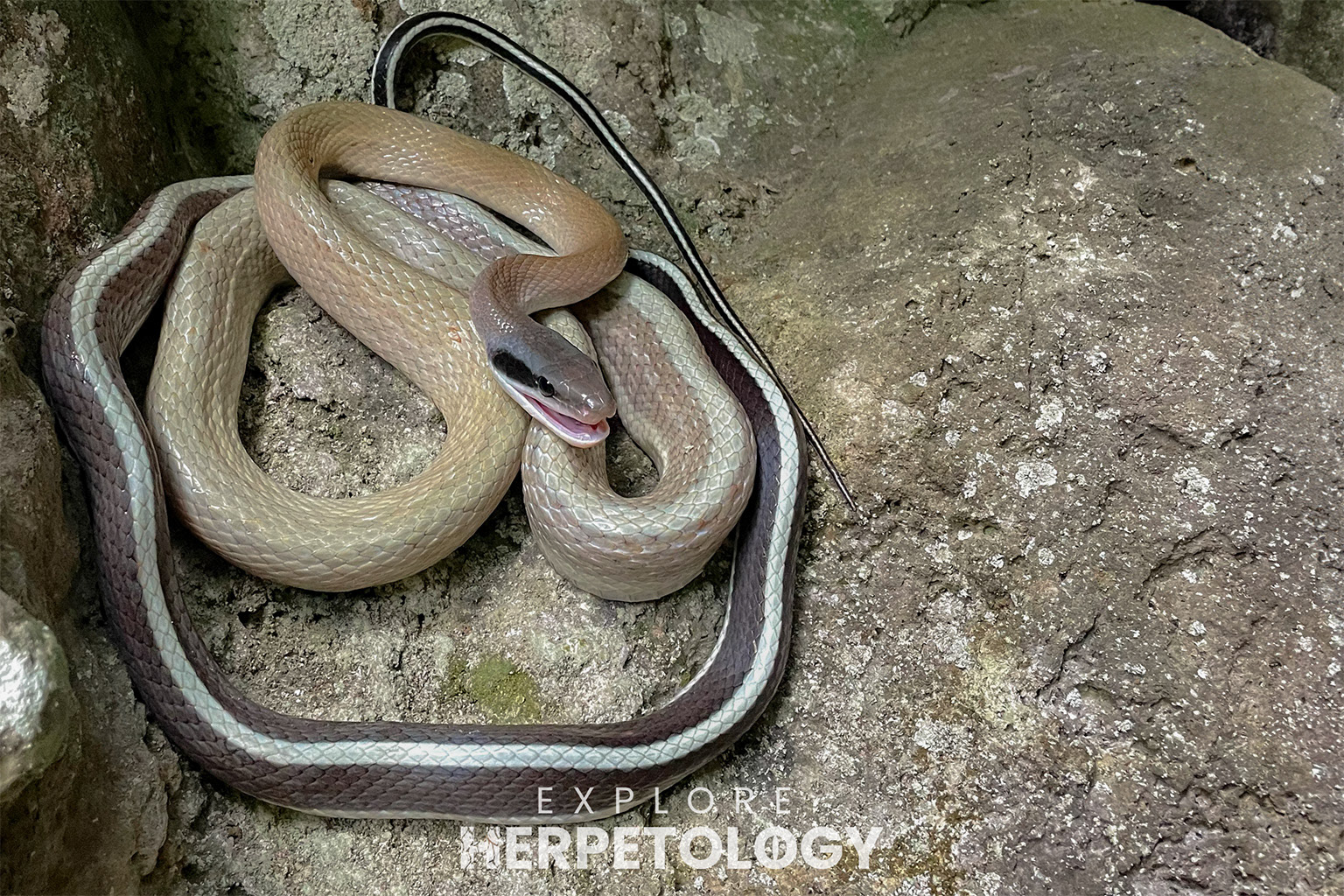 Ridley's cave racer (Elaphe taeniura ridleyi).