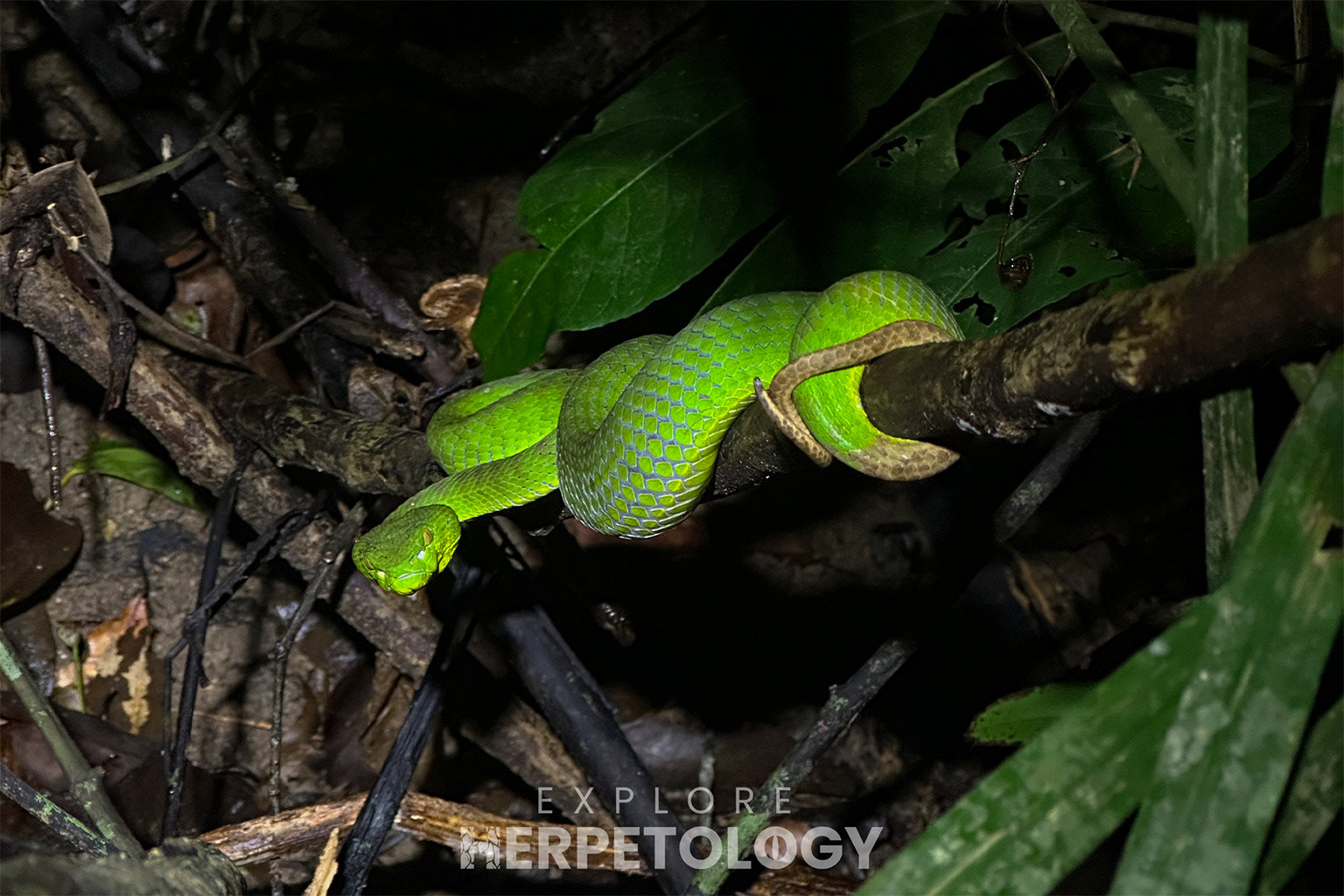 Thai peninsula pit viper (Trimeresurus sabahi ssp. fucatus) in-situ.