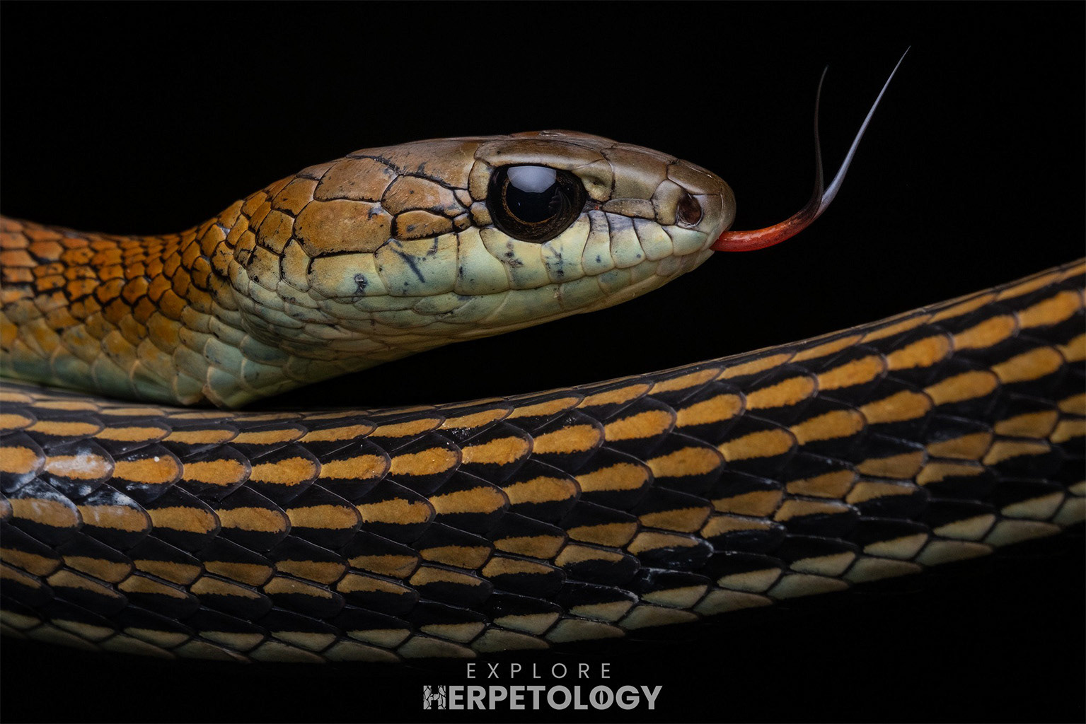 Striped bronzeback (Dendrelaphis caudolineatus)