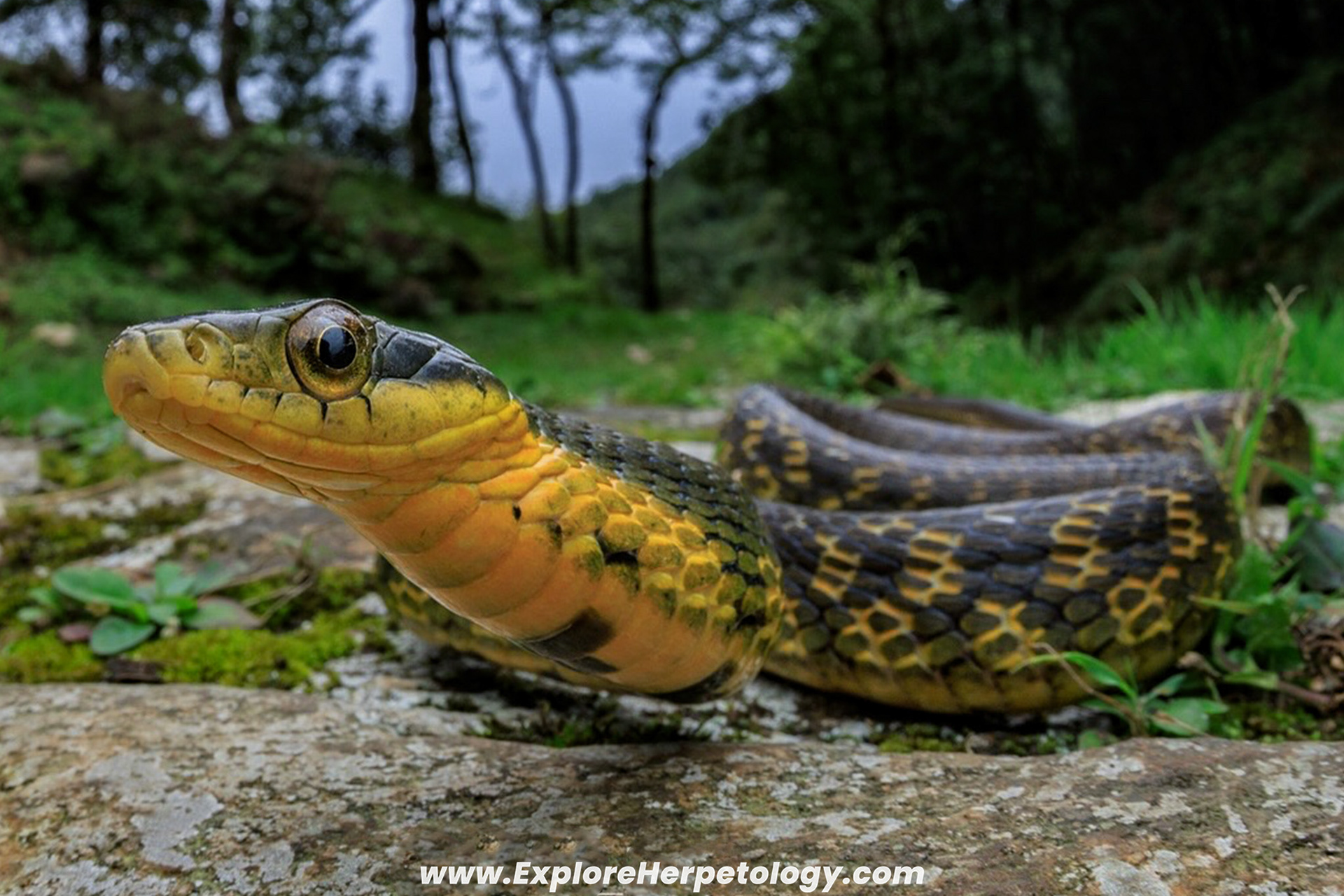 Chinese false cobra (Pseudoxenodon cf. karlschmidti).