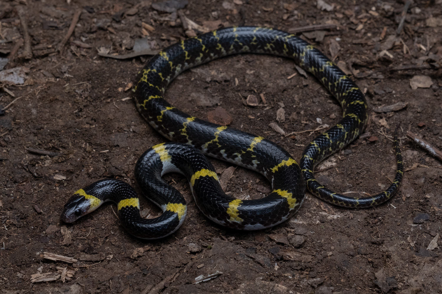 Laotian wolf snake (Lycodon laoensis).