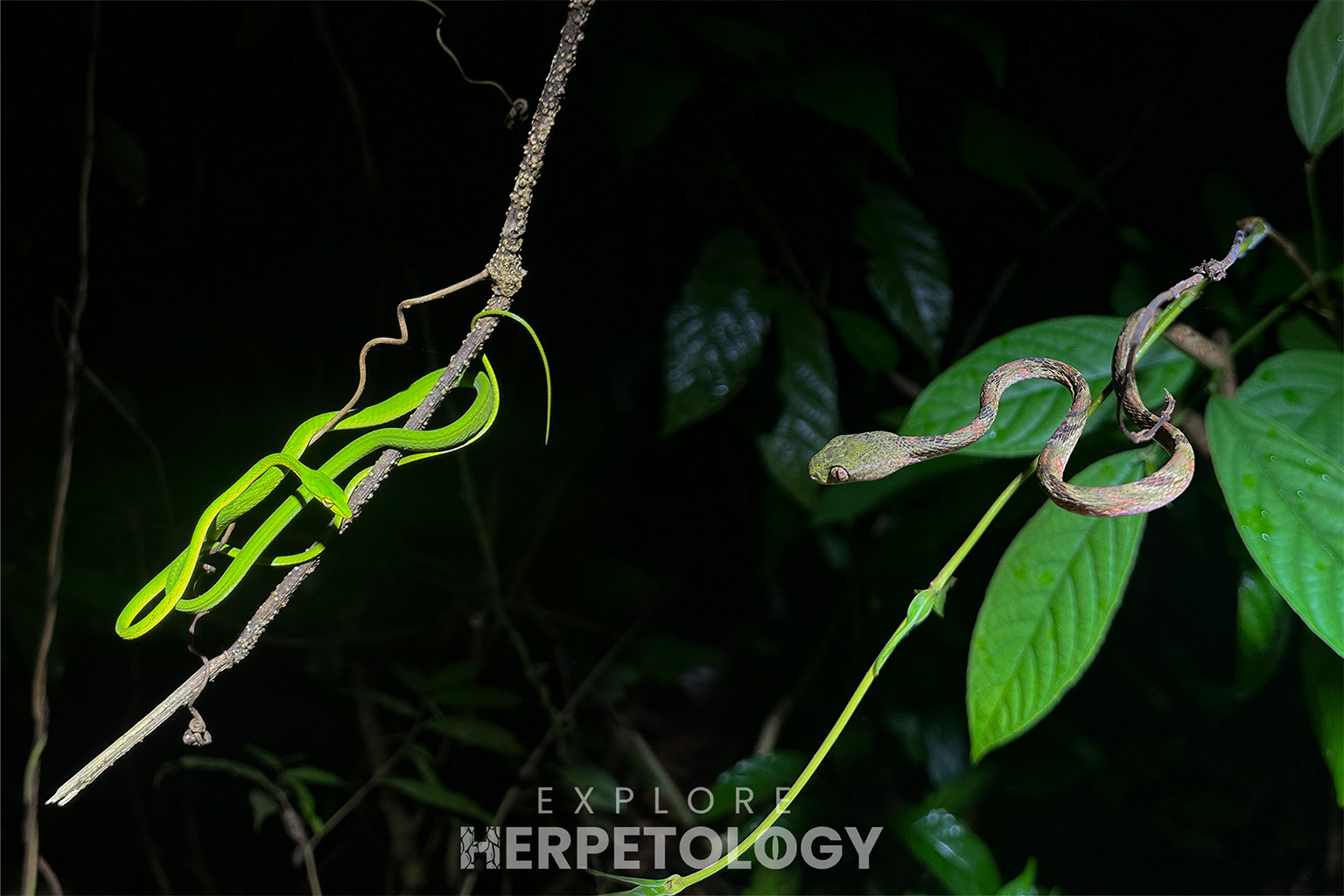 Left: Ahaetulla mycterizans. Right: Boiga bengkuluensis.