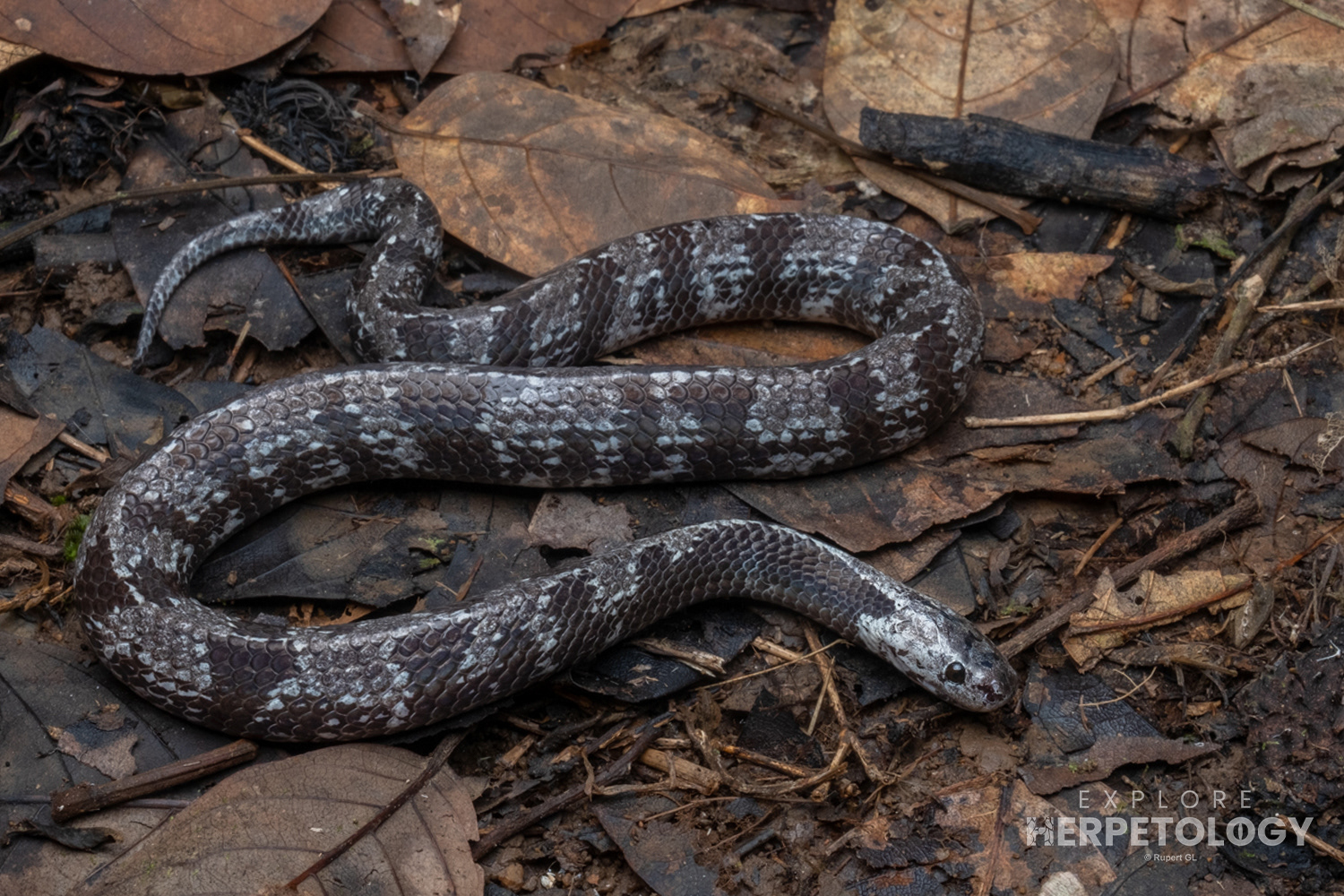Malaccan slug snake (Asthenodipasa mallaccanus).