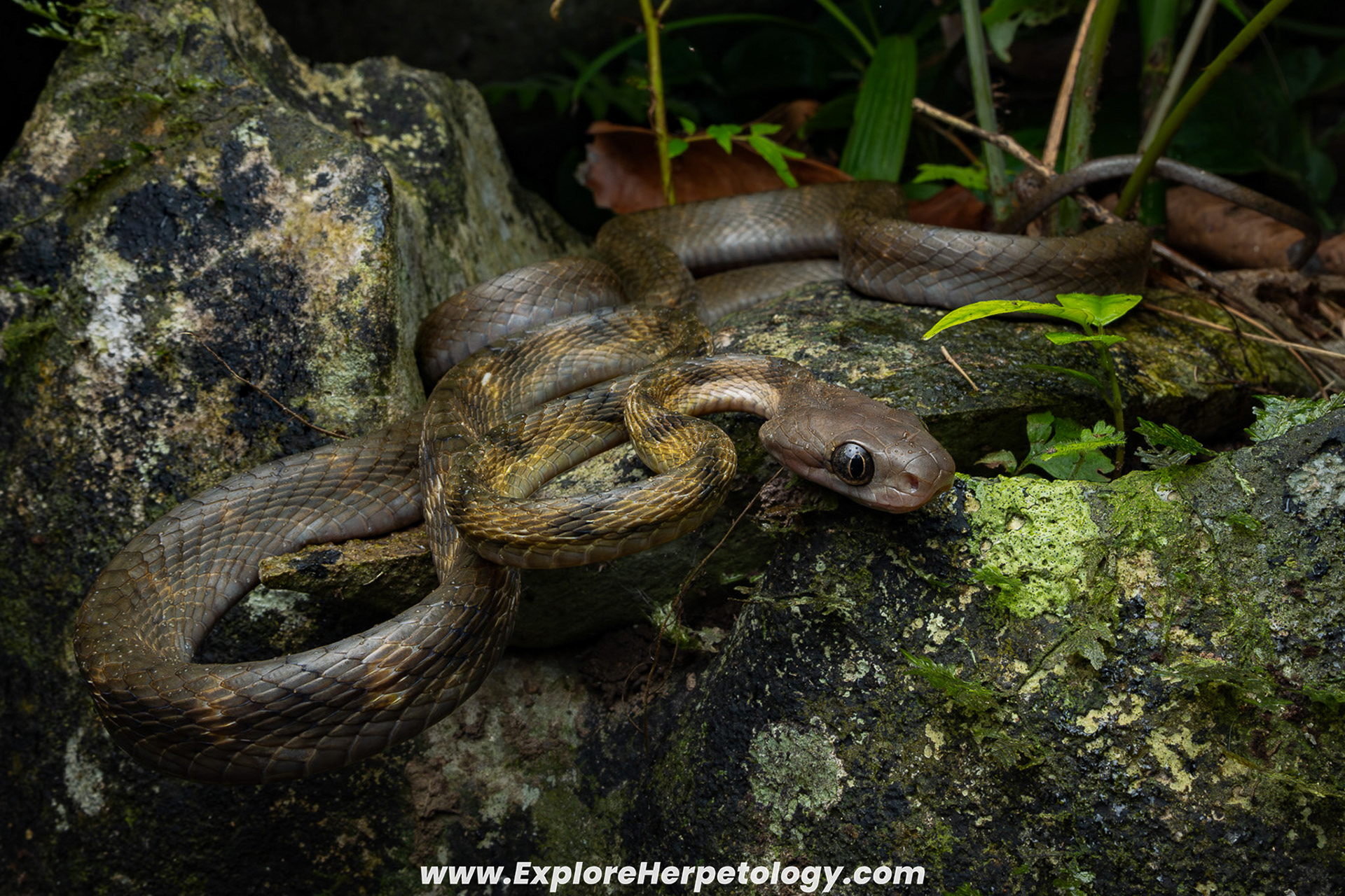 Guangxi cat snake (Boiga guangxiensis).