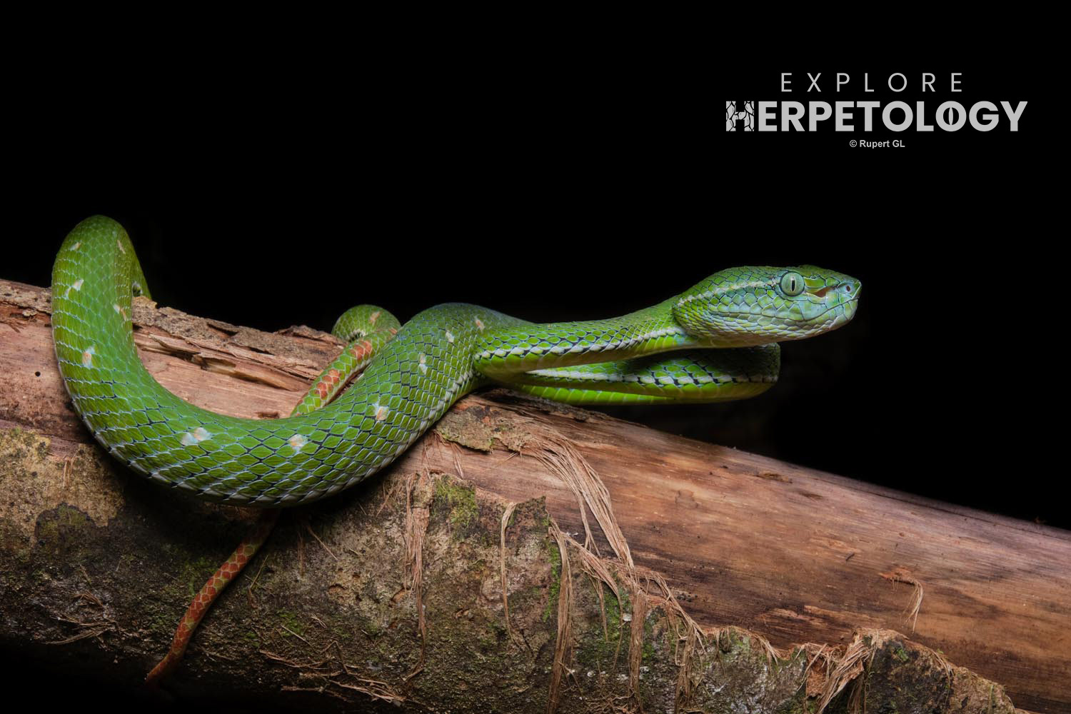 Hagen's pit-viper (Trimeresurus hageni)
