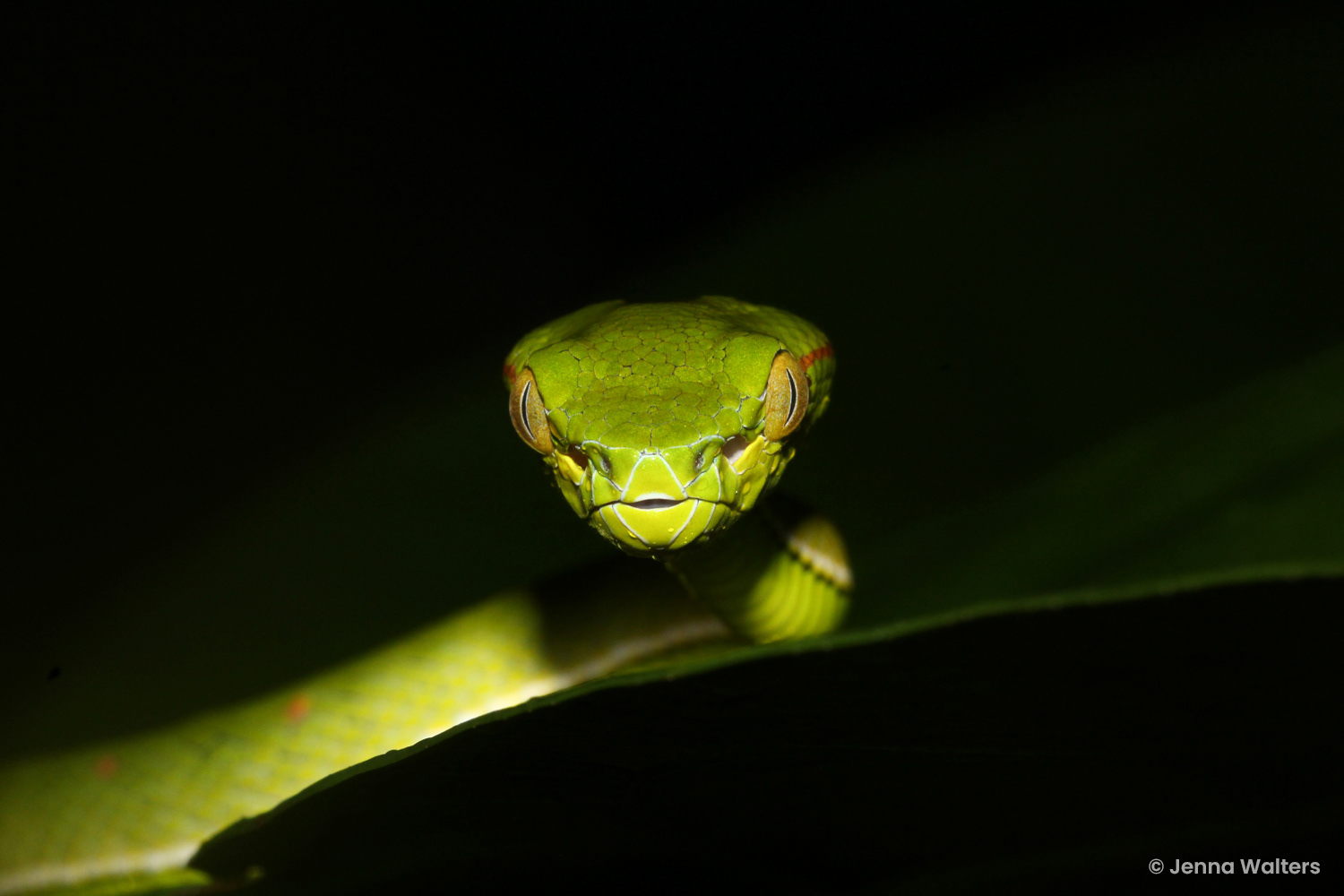 Juvenile Hagen's pit viper (Trimeresurus hageni).
