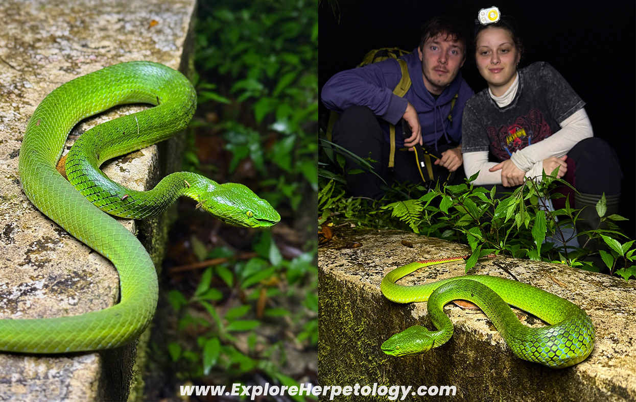 Cameron Highlands pit viper (Trimeresurus nebularis).