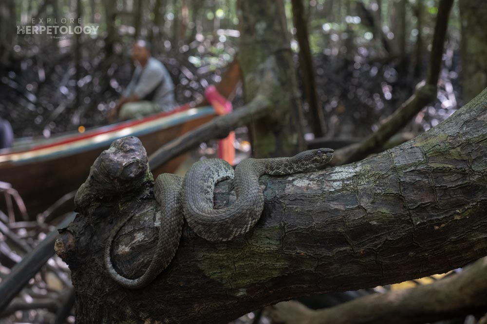 Mangrove pit viper (Trimeresurus purpureomaculatus)