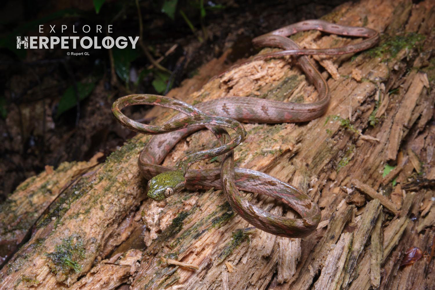 Bengkulu cat snake (Boiga bengkuluensis)