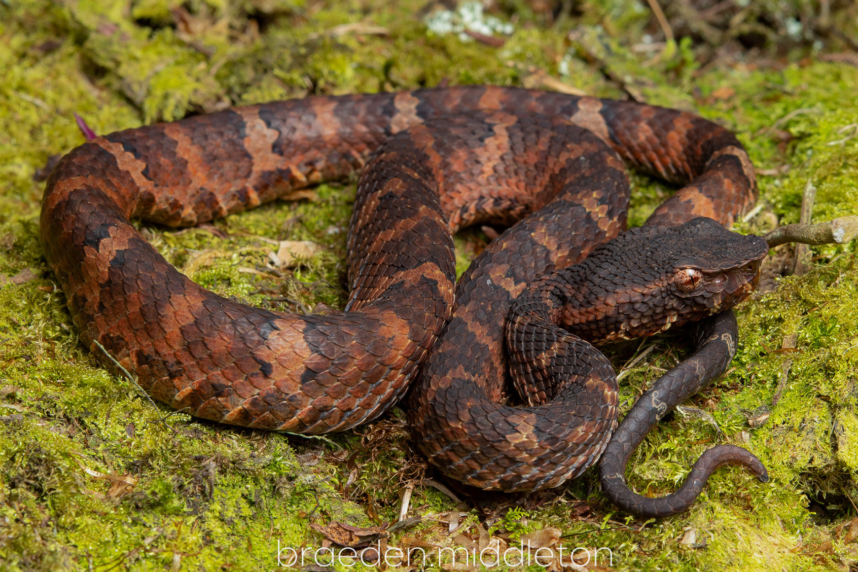 Sumatran leaf-nosed pit viper (Craspedocephalus andalasensis).