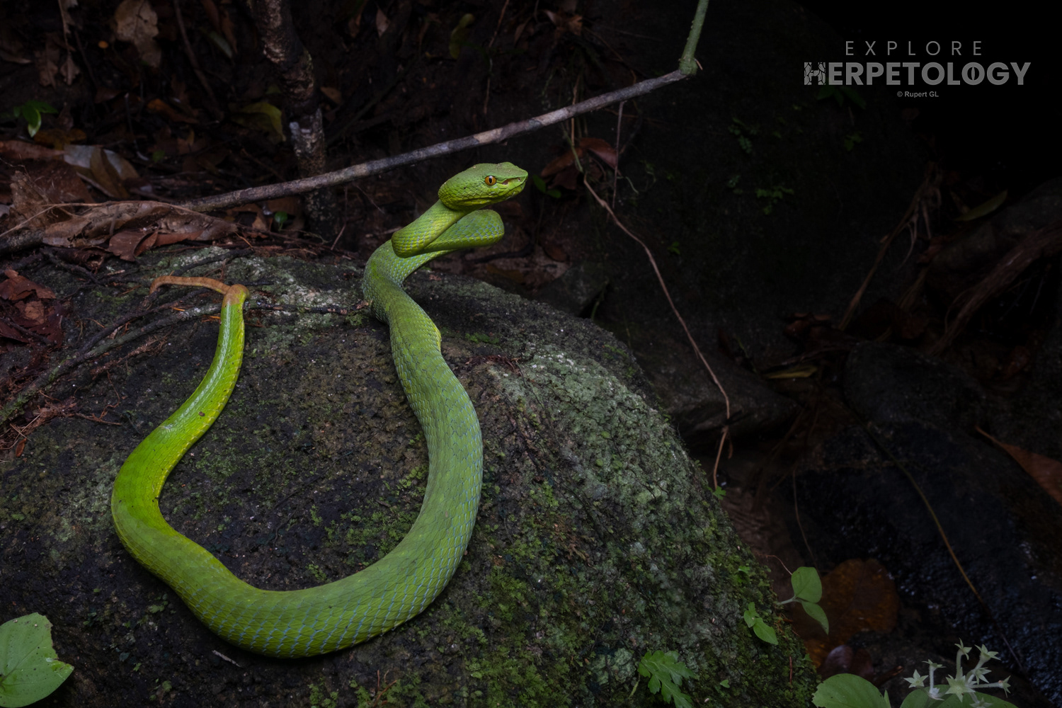 Siamese peninsula pit viper (Trimeresurus sabahi/fucatus).