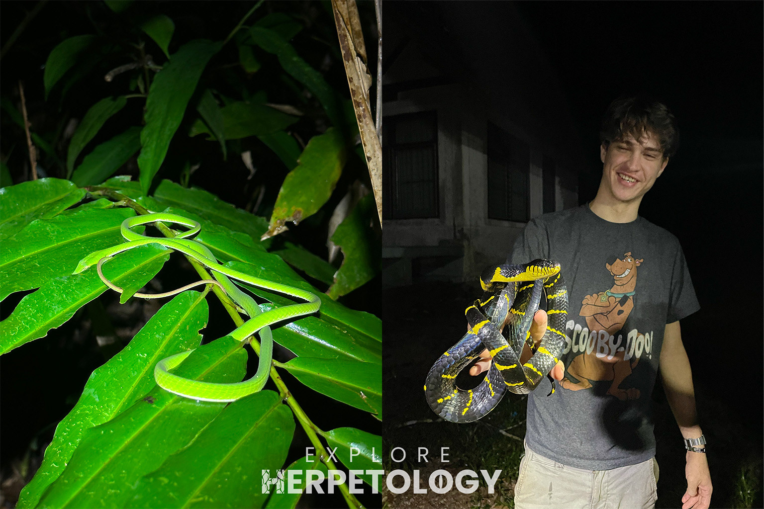Left: Ahaetulla prasina. Right: Aaron with his long-awaited snake.